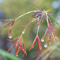 Close up of raindrops on un-opened red leaves – red is the colour of the first chakra – the root energy centre in the body (our foundation). In order to taste we need water and we are like a plant opening to new experiences.