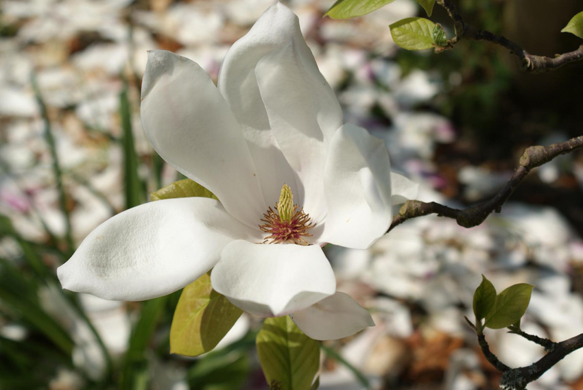 White magnolia flower close-up – symbolic of purity and peace. It represents how we can 'flower' with a regular yoga practice – physically, mentally and spiritually.