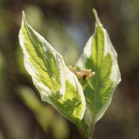 Dogwood leaves close up in sunshine – our yoga practice can give us this sense of radiance and connection with nature. Green is the colour of the heart chakra (energy centre) where we come into balance in all aspects of our being.